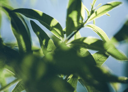 V3H2E3CE09D48DA34F360CA5DBFD59CC966R6215940P4