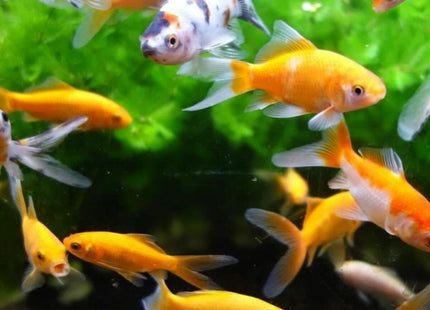 V4H5AE68E90829418302E5EEC369676C40ER7142600P3