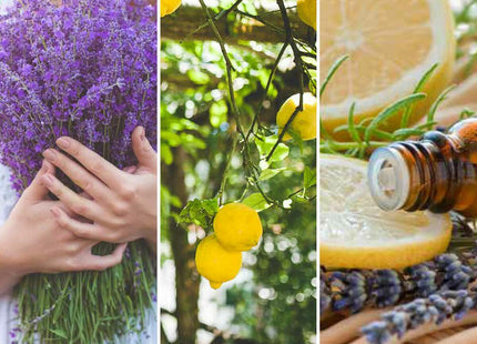 V3HF9E6560BAFF497F0D091EC4F4A3D93C2R5778091P4