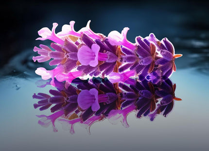 V2H4A36F6CA91908692C006B99824FA8A40R7401131P6