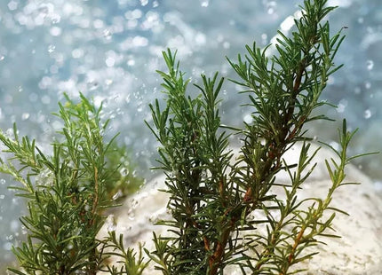 V2HCA6B108FC5C26350C3CE871E3097B079R7528045P10