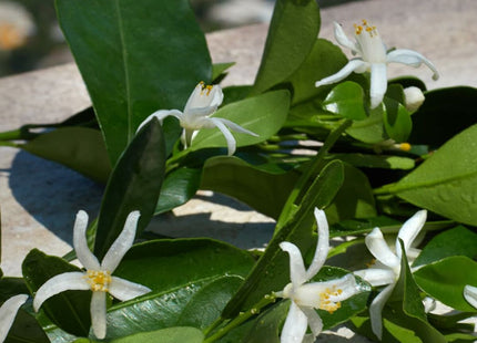 V2H9AF2AF79033B54AB113B983F33C2151AR7525436P4